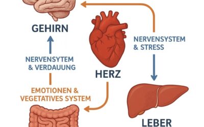 Die Soziodynamik der Organe – Wie unser Körper Beziehungen führt